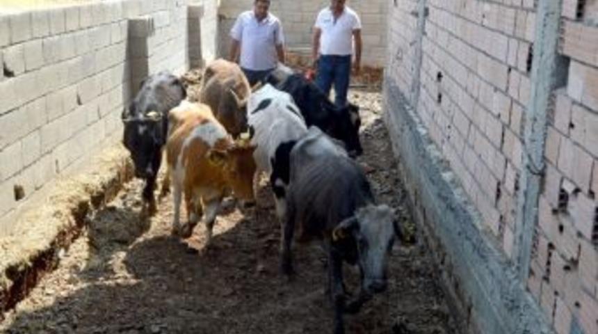 Besni İl&ccedil;esinde Gen&ccedil; &Ccedil;ift&ccedil;ilere 60 B&uuml;y&uuml;kbaş Hayvan Dağıtıldı