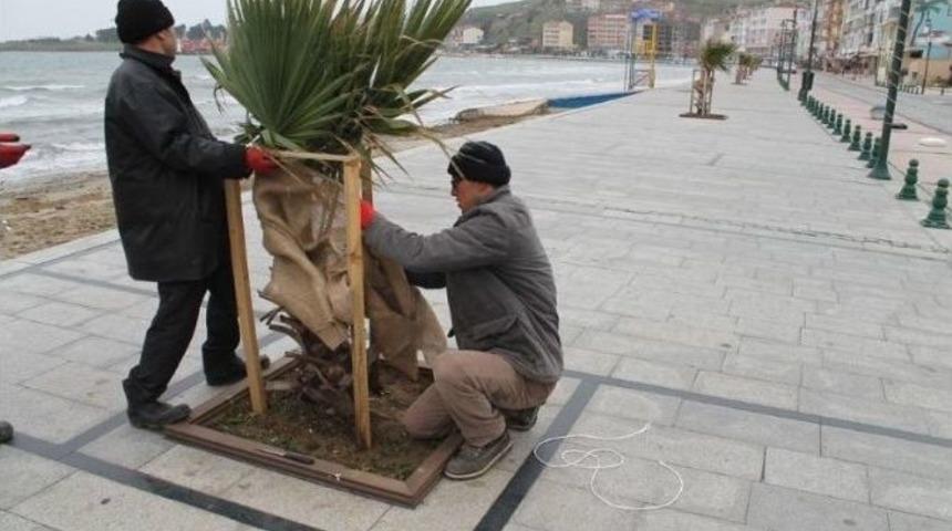 Marmaraereğlisi Belediyesi Palmiyeleri Soğuktan Koruyor