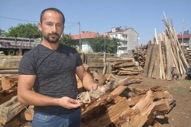 500 Yıllık Ağacın İçinden Çıkan Hayvan Fosili Şaşırttı