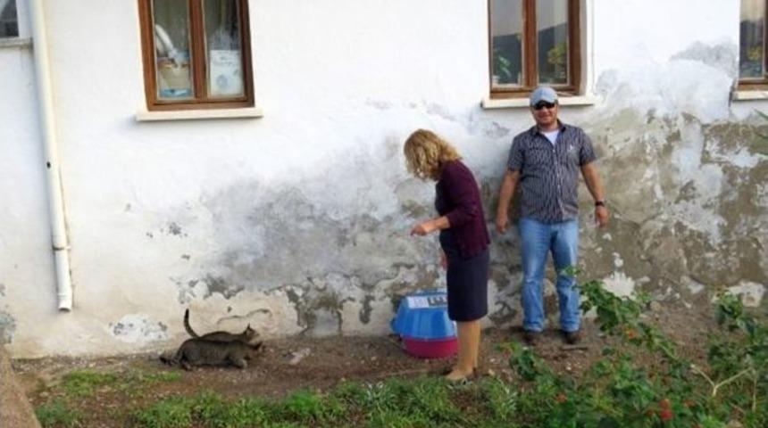 Dat&ccedil;a&rsquo;da Sokak Kedilerine Yuva