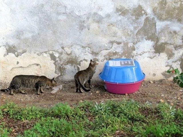 Datça’da Sokak Kedilerine Yuva