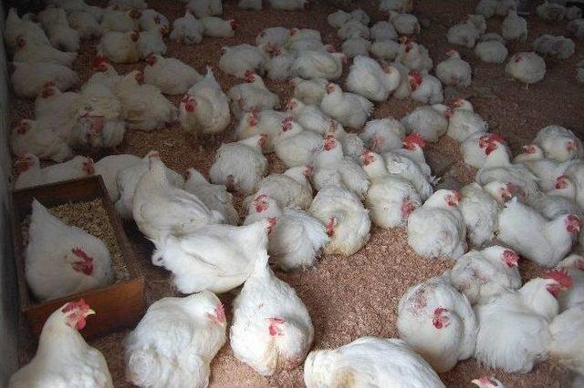 Organik Tavuklar Bursa’da Yumurtlayacak 1
