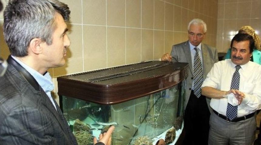 Doktor Balıkların Tedavi Y&ouml;ntemi Bilimsel Olarak İnlelenecek