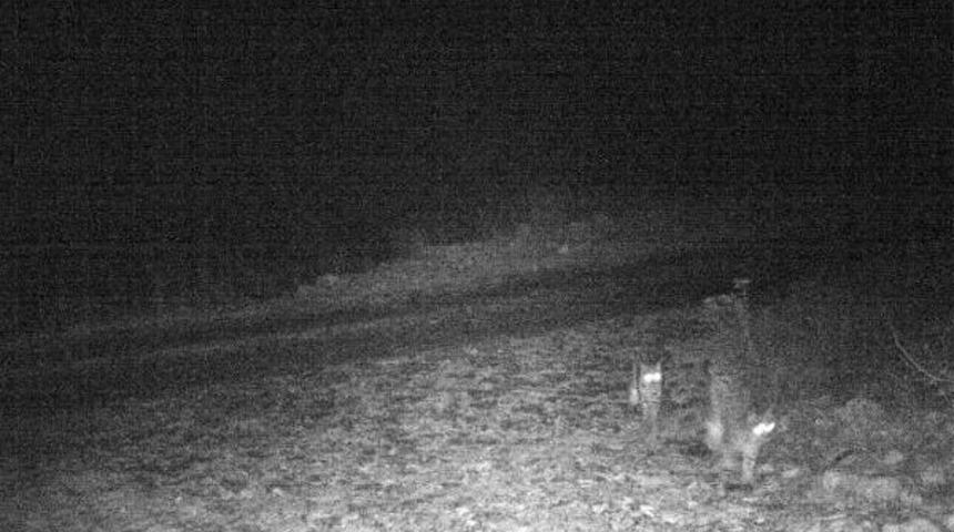 Vaşaklar Fotokapanla G&ouml;r&uuml;nt&uuml;lendi