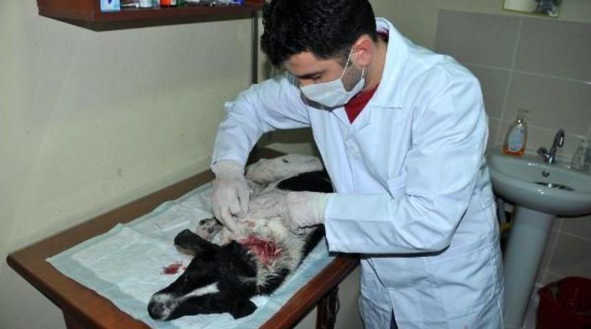 Av T&uuml;feği İle Vurulan K&ouml;peği Tedavi Ettirdi