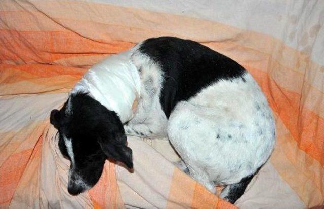 Av Tüfeği İle Vurulan Köpeği Tedavi Ettirdi