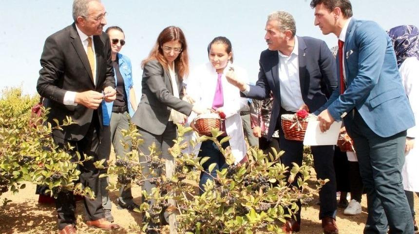 Kanser Savaş&ccedil;ısı Bitki Artık T&uuml;rkiye&rsquo;de De &Uuml;retiliyor