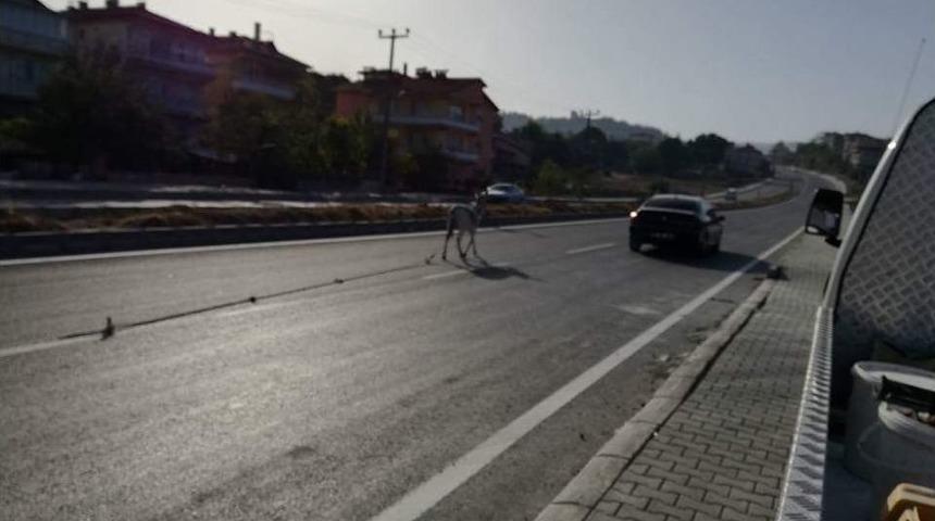 Sahipsiz Eşek S&uuml;r&uuml;c&uuml;lere Zor Anlar Yaşattı