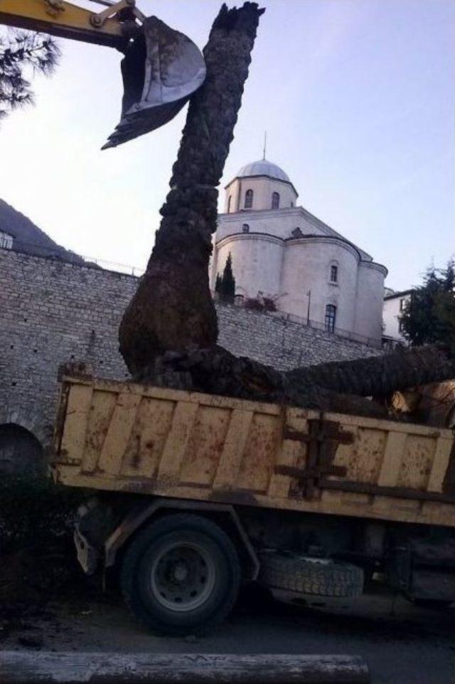 Palmiyeler Söküldü 1