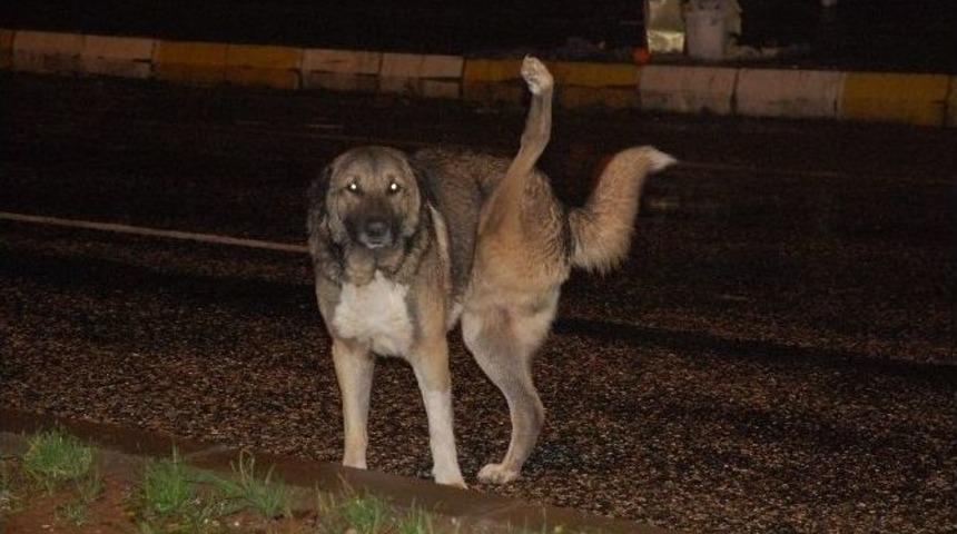 3 Ayağıyla Sokaklarda Yaşam M&uuml;cadelesi Veriyor