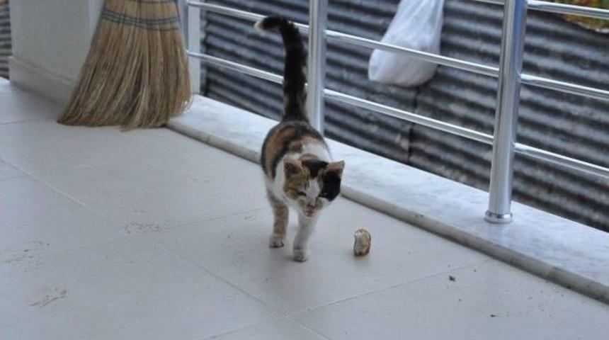 &Uuml;&ccedil; Ayaklı Kedi G&ouml;renleri Şaşırtıyor