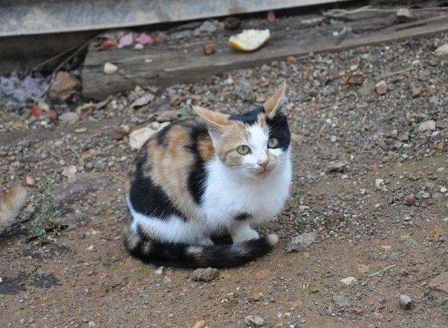 Üç Ayaklı Kedi Görenleri Şaşırtıyor 1