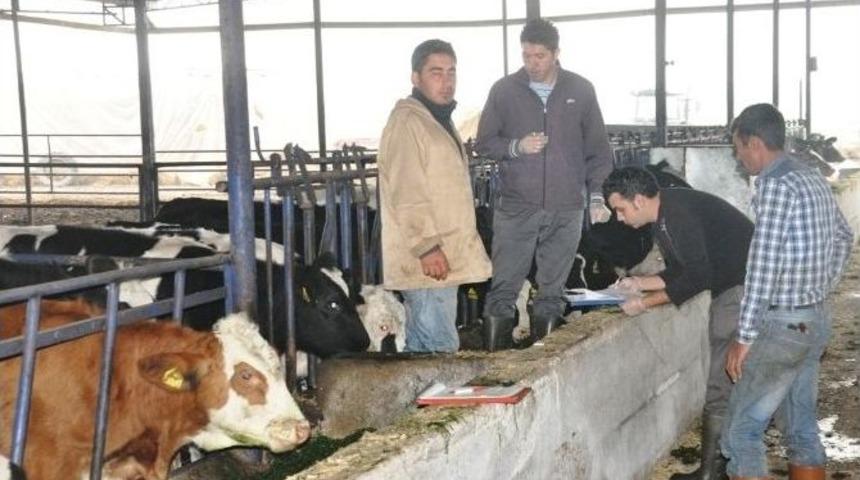 &Ouml;demiş&rsquo;te 35 Bin D&uuml;veye Brusella Aşısı