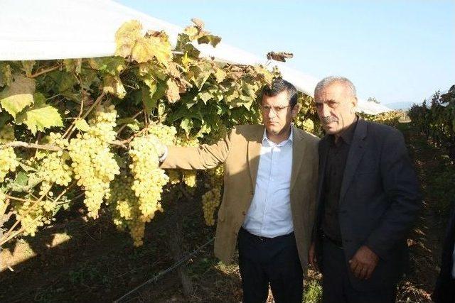 Chp’li Özel Üzüm Üreticisini Yalnız Bırakmadı 1