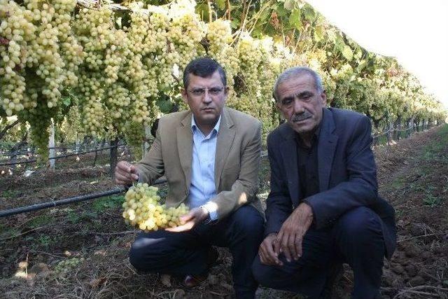 Chp’li Özel Üzüm Üreticisini Yalnız Bırakmadı 2