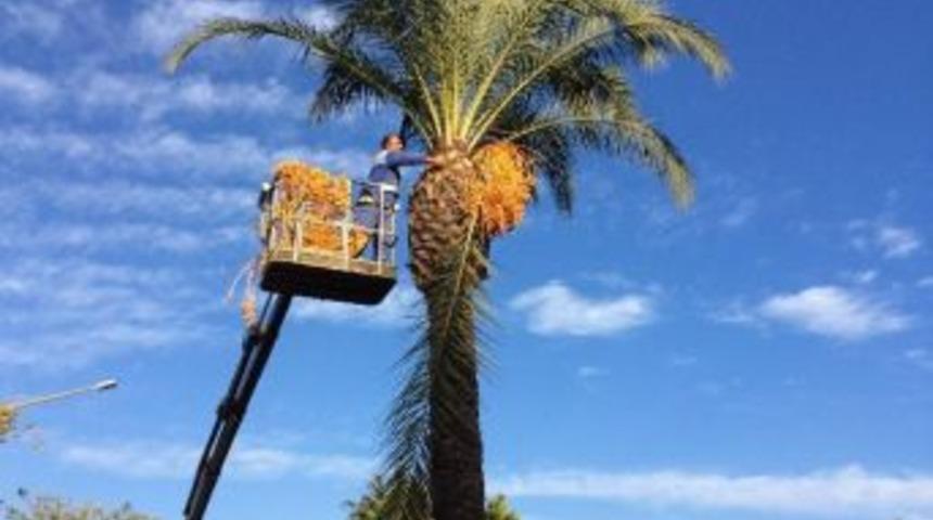 Kemer Cadde Ve Sokaklarında Sonbahar Temizliği