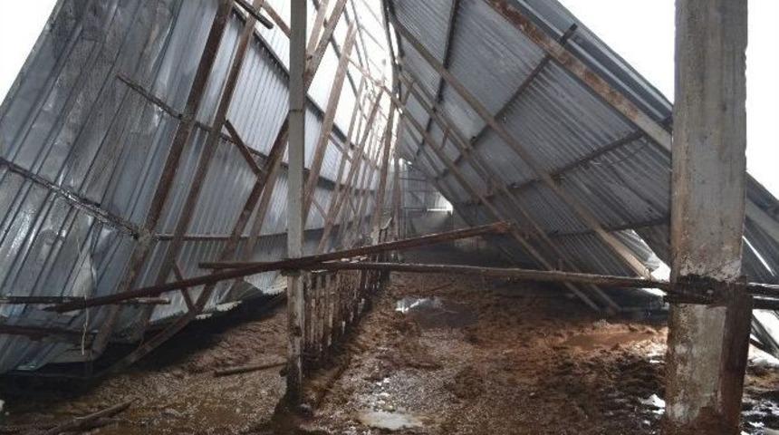 Ahır &Ccedil;&ouml;kt&uuml;, 8 Sığır Telef Oldu