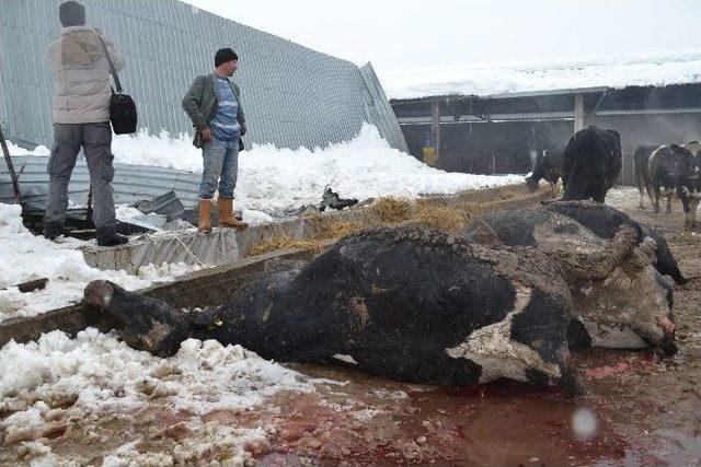 Ahır &Ccedil;&ouml;kt&uuml;, 8 Sığır Telef Oldu 1