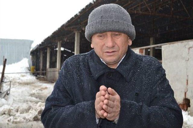 Ahır &Ccedil;&ouml;kt&uuml;, 8 Sığır Telef Oldu 3