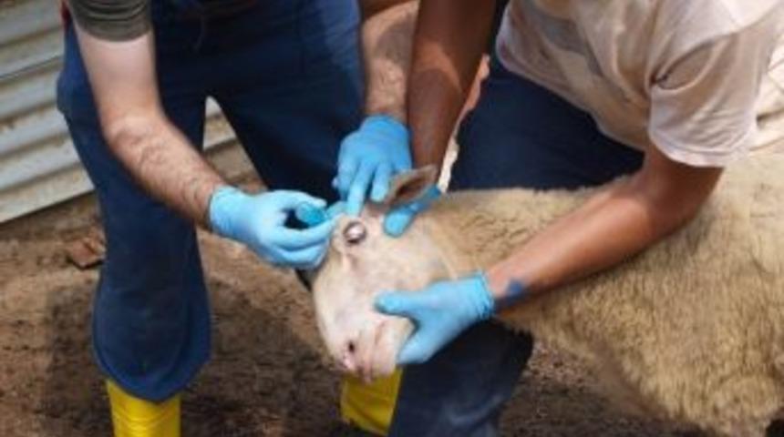 Keşan&rsquo;da 8 Bin 560 Hayvana Brucella Aşısı Yapıldı