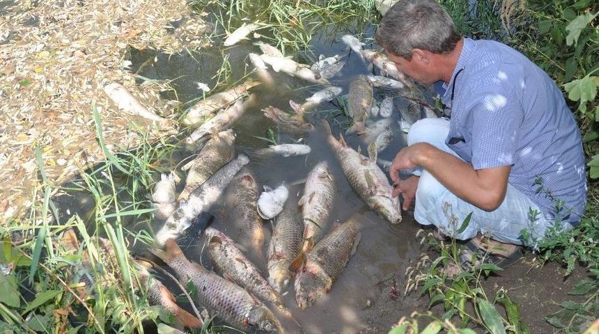 Karacabey&rsquo;de Balık Katliamı S&uuml;r&uuml;yor