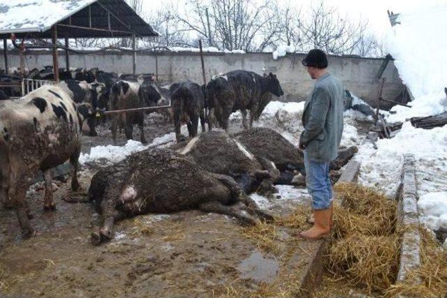 İneg&ouml;l de Ahırın &Ccedil;atısı  &Ccedil;&ouml;kt&uuml;: 7 B&uuml;y&uuml;kbaş Hayvan Telef Oldu 1