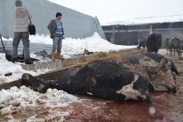 İneg&ouml;l de Ahırın &Ccedil;atısı  &Ccedil;&ouml;kt&uuml;: 7 B&uuml;y&uuml;kbaş Hayvan Telef Oldu 2