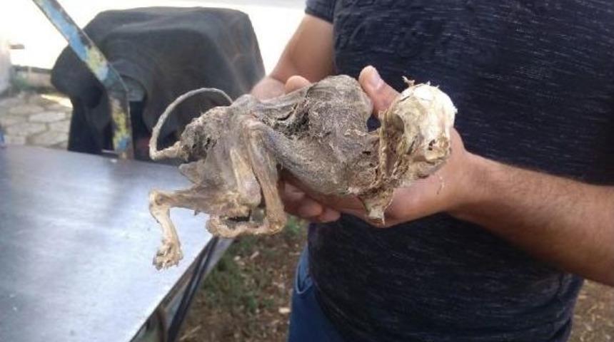Ağa&ccedil; G&ouml;vdesinden &Ccedil;ıkan Hayvan Iskeleti Şaşırttı