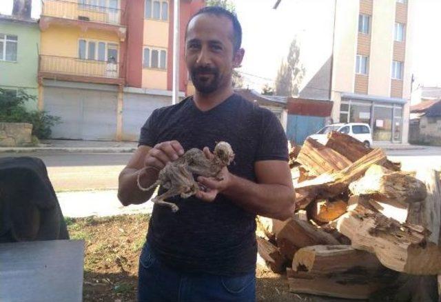 Ağa&ccedil; G&ouml;vdesinden &Ccedil;ıkan Hayvan Iskeleti Şaşırttı 1