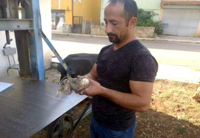 Ağa&ccedil; G&ouml;vdesinden &Ccedil;ıkan Hayvan Iskeleti Şaşırttı 2