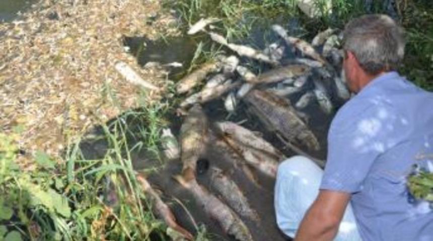 T&uuml;rkiye Şeker Fabrikaları: Balık &Ouml;l&uuml;mleriyle Ilgimiz Yok