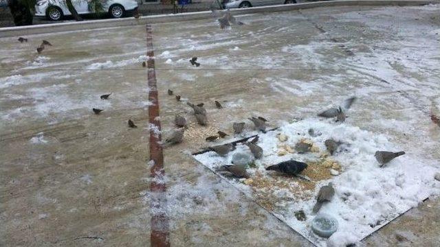 Tekirdağ’da Ak Partililer Aç Kalan Kuşları Unutmadı 1