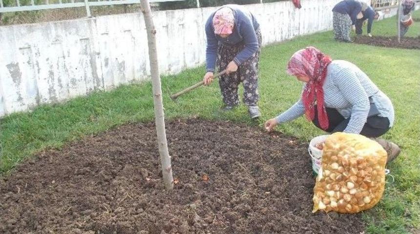 Gelibolu&rsquo;da 100 Bin Lale Toprakla Buluşuyor