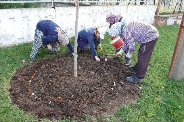 Gelibolu’da 100 Bin Lale Toprakla Buluşuyor