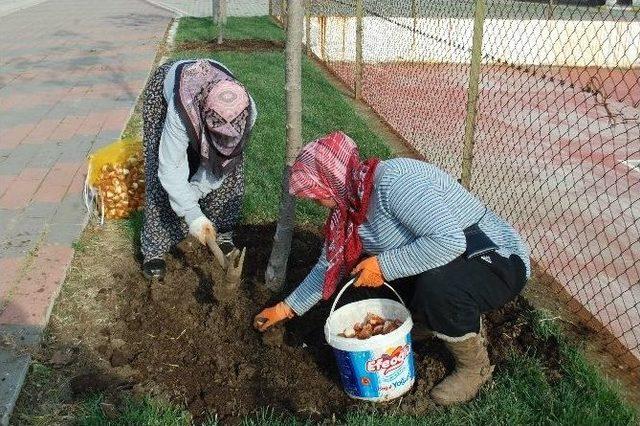 Gelibolu’da 100 Bin Lale Toprakla Buluşuyor