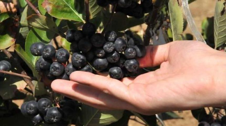 's&uuml;per Meyve' Aronya, T&uuml;rk Tarımına Kazandırıldı