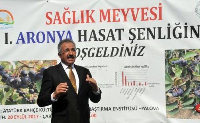 'süper Meyve' Aronya, Türk Tarımına Kazandırıldı