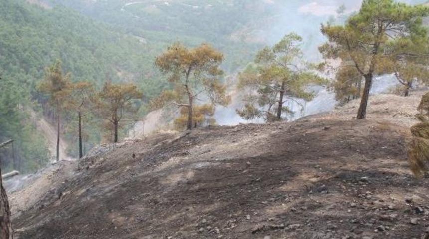 Mersin'de 19 D&ouml;n&uuml;m Orman Yandı
