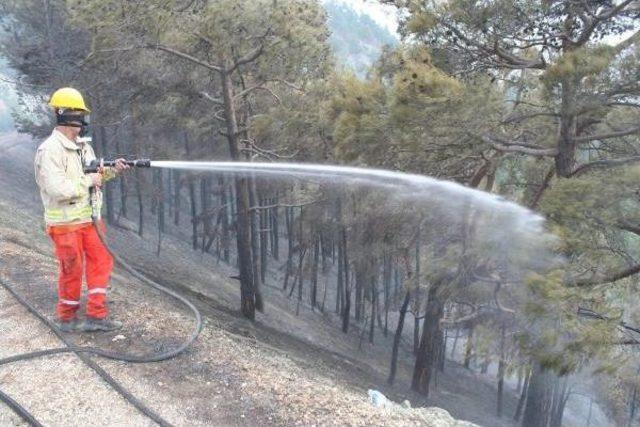 Mersin de 19 D&ouml;n&uuml;m Orman Yandı 1