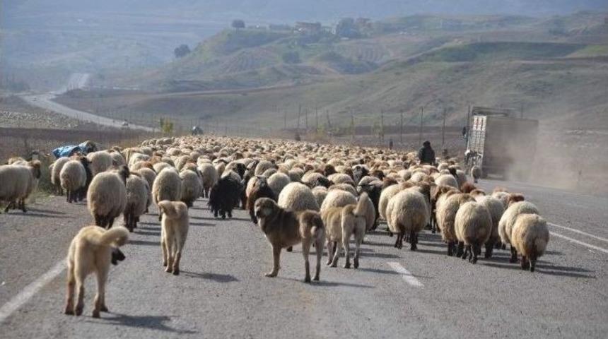 G&ouml;&ccedil;ebelerin D&ouml;n&uuml;ş Yolculuğu Başladı