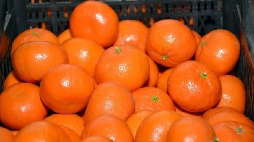 Tango Mandalina &Ccedil;ift&ccedil;inin Yeni G&ouml;zdesi Olmaya Aday