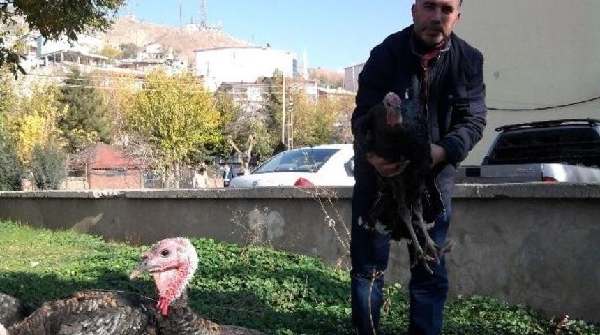 Kulp&rsquo;ta Yılbaşı Hindileri Satışa &Ccedil;ıktı