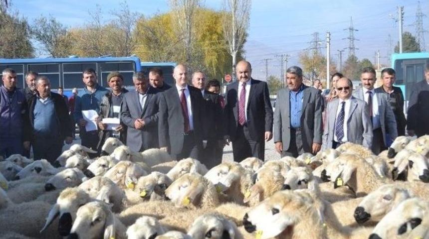 Bor İl&ccedil;esinde Muhta&ccedil; &Ccedil;ift&ccedil;ilere Koyun Dağıtıldı