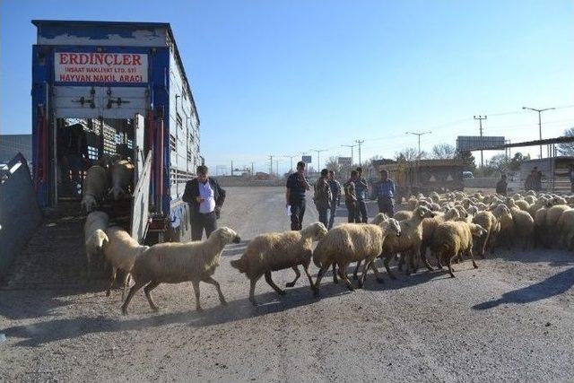 Bor İlçesinde Muhtaç Çiftçilere Koyun Dağıtıldı
