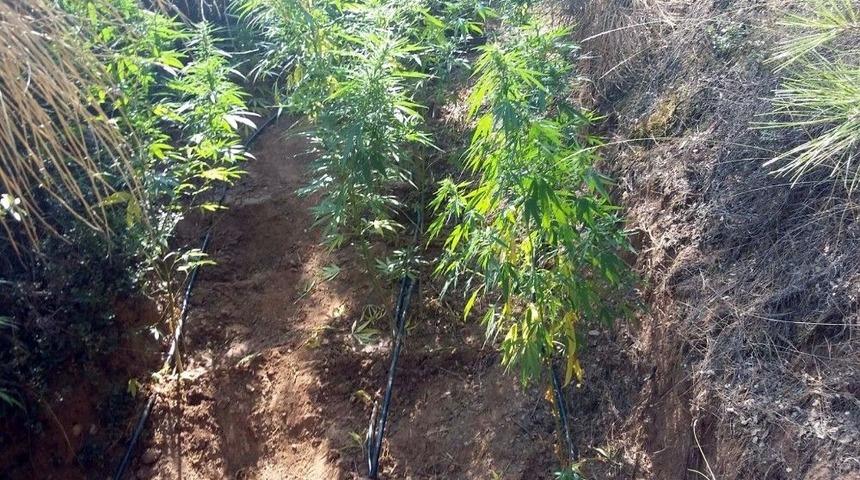 Damla Sulama Sistemiyle Uyuşturucu Yetiştirdiler