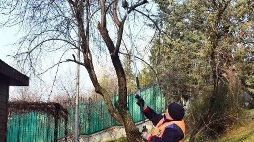 Ankara B&uuml;y&uuml;kşehir&rsquo;den Ağa&ccedil;lara Bakım Ve Budama &Ccedil;alışması
