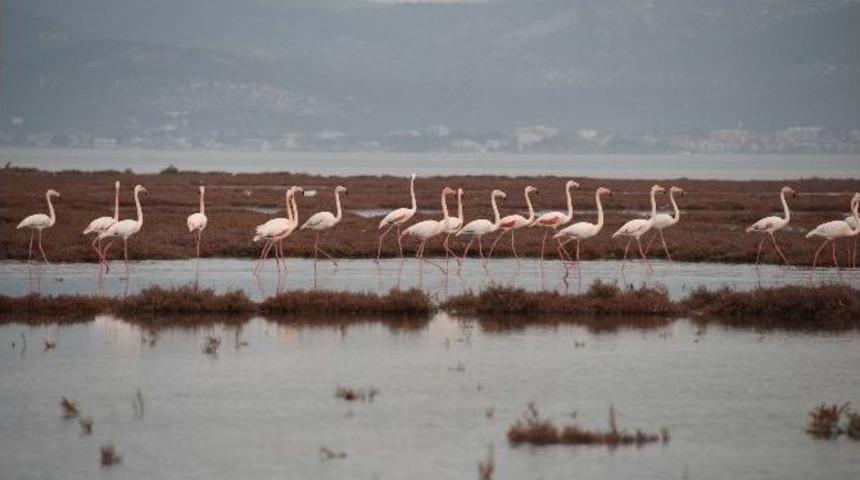 Aliağa&rsquo;da&rsquo;da Flamingoların Muhteşem Dansı