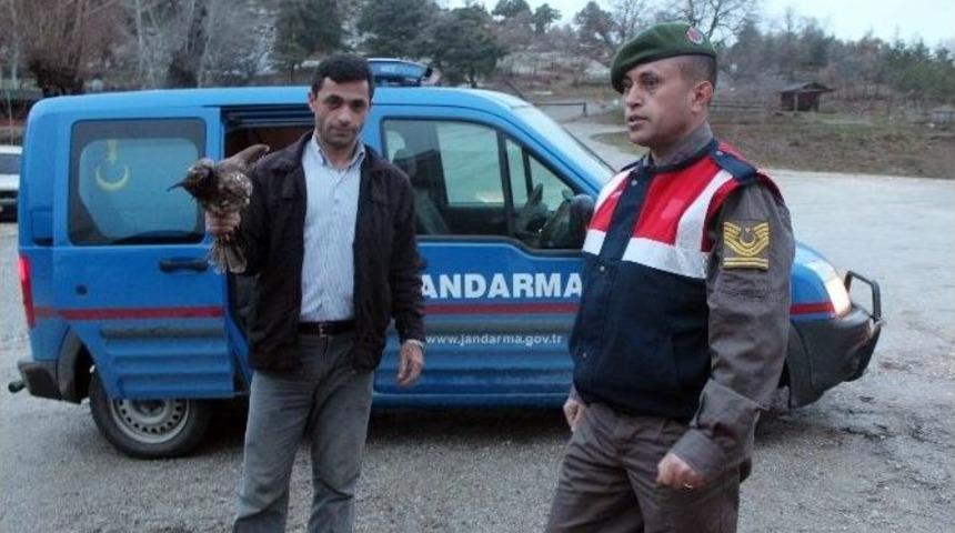 Yaralı Kaya Kartalına Şefkat Eli