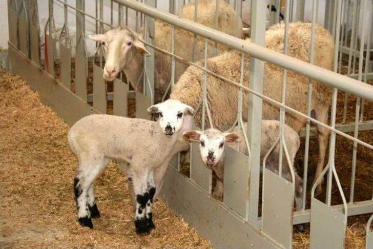 Türkiye'nin İlk Romanov Koyunları Üreticinin Yüzünü Güldürüyor