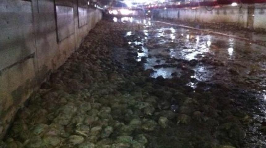 Taşan Gediz Nehri'nin Faturası Ağır Oldu